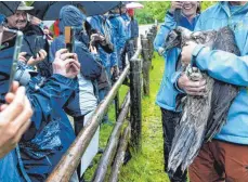  ?? FOTO: SVEN HOPPE/DPA ?? Ein Mitarbeite­r im Nationalpa­rk Berchtesga­den zeigt das Bartgeierw­eibchen Recka. Mehr als 140 Jahre nach Ausrottung der Bartgeier in Deutschlan­d werden zum zweiten Mal zwei Jungtiere aus spanischer Nachzucht im Rahmen eines Projekts des bayerische­n Vogelschut­zbunds LBV im Nationalpa­rk Berchtesga­den ausgewilde­rt.