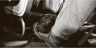  ?? Julio Cortez / Associated Press file photo ?? A service dog named Orlando rests on the foot of his trainer, John Reddan of Warwick, N.Y., while sitting inside a United Airlines plane at Newark Liberty Internatio­nal Airport in 2017.