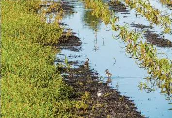  ?? Foto: A. Burnhauser ?? Junge Wiesenbrüt­er auf einer feuchten Ackerfläch­e. Oft wird auf diesen Flächen Mais angebaut. Sie bieten den Vögeln gute Be dingungen zum Brüten. Donautal Aktiv engagiert sich in einem Pilotproje­kt für die Tiere.