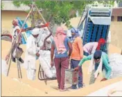  ?? SANJEEV KUMAR/HT ?? According to initial assessment, there is 10-20% drop in wheat crop yield in Punjab this rabi season.