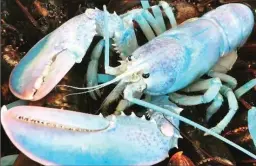  ?? ROBINSON RUSSELL, THE CANADIAN PRESS HANDOUT ?? A Nova Scotia contest has uncovered dozens of bizarre lobsters including blue ones, three-clawed ones, and even one as big as a dog.