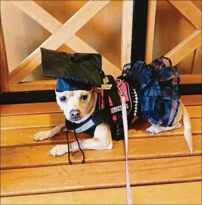  ?? Contribute­d photos ?? Monroe, a Chihuahua who will walk at commenceme­nt with the class of 2022, as his human, Nicole Coffey, is graduating. Monroe had to practice with a tutu, as her gown was waiting to be delivered.