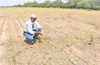  ??  ?? Maíz en desarrollo en zona La Patria, Chaco, utilizando como cobertura seca pasturas de gaton pánic. El objetivo es producir granos para tener reservas de alimento y que se conviertan en carne.