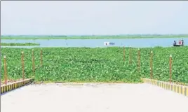  ?? HT PHOTO ?? The weed growth at Harike lake; and (below) a nonoperati­onal amphibious bus in Tarn Taran district.