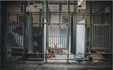  ?? Luis Sinco Los Angeles Times ?? L.A. COUNTY will look into establishi­ng an animal shelter at Pitchess Detention Center. It would be modeled on existing programs that combine animal rescue with job training for inmates. Above, a Baldwin Park shelter.