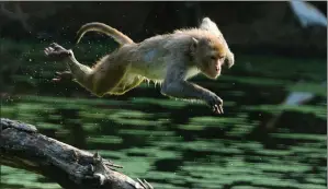  ?? Picture: Sanjay Kanojia/afp ?? „ A monkey leaps through trees at a pond in the Indian city of Allahabad, a major city in the northern state of Uttar Pradesh.