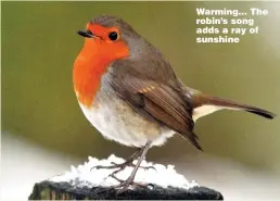  ??  ?? Warming... The robin’s song adds a ray of sunshine