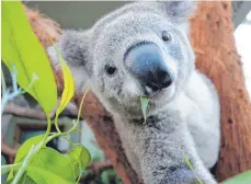  ?? FOTO: AFP ?? Koala in einem Zoo in Sydney: Die Tiere sind gefährdet.