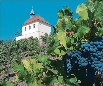  ?? Foto: archiv MAFRA ?? Vinná historie svaté Kláry První zmínka o vinohradni­cké činnosti v Troji je z roku 1228. Kaple, která je součástí zdejší vinice, je zasvěcená svaté Kláře.