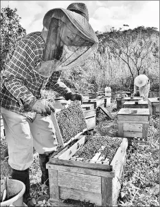  ??  ?? A member of a beekeeping cooperativ­e cares for a hive in Nago. — Yomiuri - Japan News photo