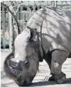  ?? AP ?? Sudan is the last male northern white rhino left in the world. His Kenyan wildlife conservanc­y home is teaming up with dating app Tinder to raise money for research to save the species from extinction.