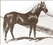  ??  ?? *Antez, bred in Poland from asil bloodlines and foaled in 1921. A golden chestnut with an iridescent coat, he was a horse of almost incredible athletic ability: He could rack as well as trot, and he was a champion racehorse, placing well even in...