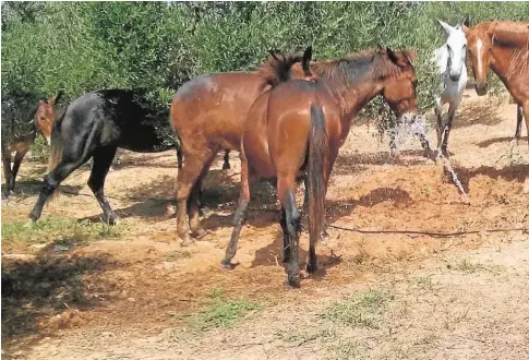  ?? // ABC ?? Caballos bebiendo en una explotació­n olivarera del entorno del Corredor Verde del Guadiamar