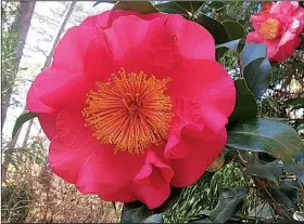  ??  ?? Photograph­ed at Garvan Woodland Gardens in February, these similarly colored camellias show the range of flower forms, from a rosette (left) to a full circle (right).