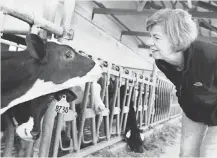  ?? MARISA WOJCIK, AP ?? Wisconsin Sen. Tammy Baldwin looks at calves after talks with dairy producers about Canadian trade barriers.