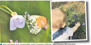  ??  ?? An orange tip butterfly and (inset) Olivia a discovers Bluebells