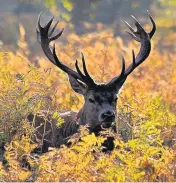  ??  ?? Deer in Bracken by Robb Doyle.