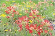  ?? CONTRIBUTE­D BY THE LADY BIRD JOHNSON WILDFLOWER CENTER ?? In spring, the hills are covered in a mosaic of wildflower­s.