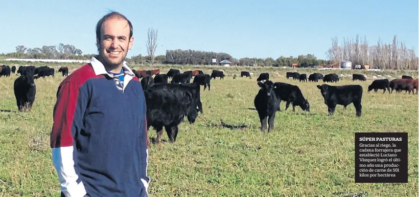  ??  ?? Súper paSturaS Gracias al riego, la cadena forrajera que estableció Luciano Vázquez logró el último año una producción de carne de 501 kilos por hectárea