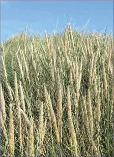  ??  ?? Marram in flower showing its dense, spiky flowerhead­s.