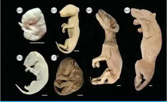  ?? —AFP ?? This handout document obtained yesterday from the Royal Society shows thylacine pouch young gross morphology: from a litter of four specimens from Charles university (a), from Museums Victoria (b), one of two aged specimens (c), an individual from the...