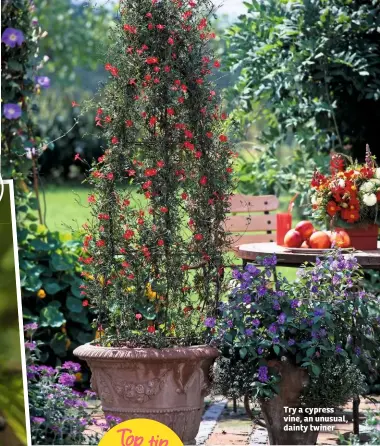  ??  ?? Try a cypress vine, an unusual, dainty twiner