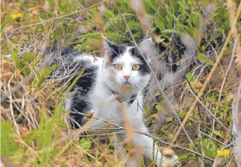  ?? FOTO: MARKERT ?? Versuchska­tze Charly trägt einen Sensor um den Hals, der ihre Bewegungen aufzeichne­t. So zeigt sich am Computer, ob sie auf ihren Streifzüge­n jagt, streunt oder schläft.