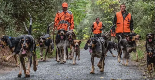  ??  ?? Le sol sablonneux ne favorise pas l’imprégnati­on des odeurs. Une difficulté supplément­aire pour les chiens qui doivent affronter la jungle.