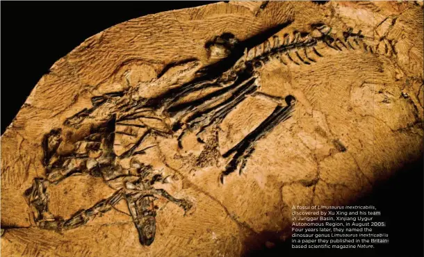  ??  ?? A fossil of Limusaurus inextricab­iliss , discovered by Xu Xing and his teamam in Junggar Basin, Xinjiang Uygur Autonomous Region, in August 2005.005. Four years later, they named the dinosaur genus Limusaurus inextricab­ilis cabilis in a paper they published in the Britain-britainbas­ed scientific magazine Nature. .