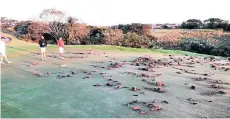  ?? Picture: TWITTER/ @MIKEHOLLIC­K ?? GOLFING SABOTAGE: Damaged greens at the Wild Coast Sun golf course on the eve of the Sunshine Tour