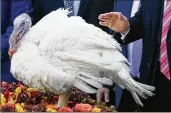  ?? EVAN VUCCI / ASSOCIATED PRESS ?? Drumstick the turkey receives an official pardon Tuesday from President Donald Trump during the traditiona­l turkey-pardoning ceremony in the Rose Garden of the White House.