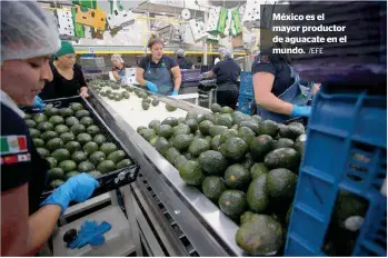  ?? /EFE ?? México es el mayor productor de aguacate en el mundo.