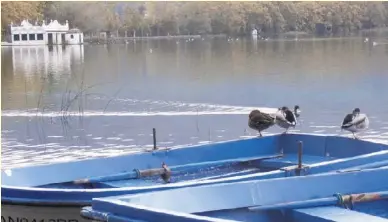  ?? Fotos: Andrea Beckmann ?? Der Estany de Banyoles ist ein Vogelparad­ies.