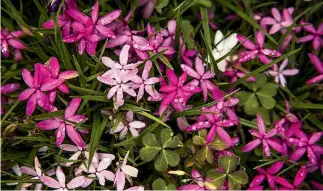  ?? ?? Most of the Douglas’ garden is taken up with flowers, such as this rhodohypox­is, but they are also self-sufficient in vegetable supply.