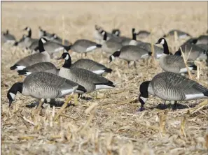  ?? COURTESY OF TYSON KELLER/AVERY OUTDOORS ?? Today’s modern goose decoys are so realistic they can hardly be distinguis­hed from real birds.