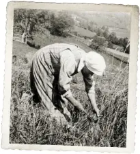  ?? BILD: SN/MUSEUM KAPRUN/JOSEF RAUCH ?? Arbeitsint­ensive Getreideer­nte im Pinzgau in der Zwischenkr­iegszeit.