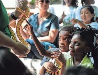  ?? JIM WEBER ?? Memphis Business Academy student Tyler Crayton cringes as classmate Tela Moore touches a corn snake during a visit to the Lichterman Nature Center in 2016.