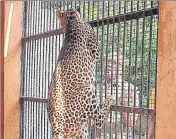  ?? DEEPAK GUPTA/HT PHOTO ?? Kamaal Sheikh at Lucknow Zoo.