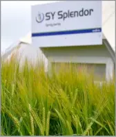  ?? ?? SY SPLENDOR has yielded consistent­ly well across all UK regions and produced grain with an impressive specific weight