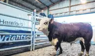  ?? PHOTO: PGG WRIGHTSON ?? A whole lot of bull . . . The top priced bull which sold for $33,000 at the Limehills Hereford stud’s annual onfarm sale at Millers Flat.