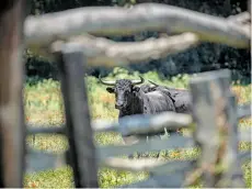  ?? /AFP ?? Los toros de lidia del rancho Camponuevo no llegarán a los ruedos peruanos este año
