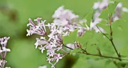  ?? Ute Woltron ?? Der Flieder braucht Sonne, ist sonst aber völlig anspruchsl­os.