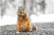  ?? AP PHOTO/DAVID ZALUBOWSKI ?? A squirrel dines on a peanut after fresh snow fell in Denver in April 2013.