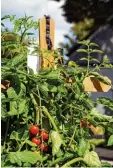  ?? Foto: sün ?? Die Enkelin hat Tomaten für ihre Großel tern auf dem Grab gepflanzt.