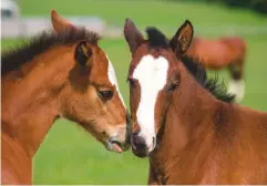  ??  ?? Research shows colts and fillies differ in their response to weaning