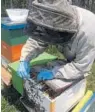  ?? SUSAN JACOBSON/STAFF ?? Apiary manager Jason Deeringer administer­s antibiotic­s to a colony of bees.