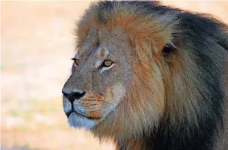  ?? FOTO: IMAGO ?? Cecil war der Liebling der Besucher im Hwange-Nationalpa­rk in Simbabwe.