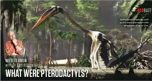  ??  ?? Quetzalcoa­tlus species such as this were pterosaurs with wingspans of up to 11m.