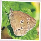  ?? PHOTOS SUPPLIED ?? A ringlet butterfly.