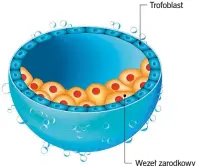  ?? ?? Trofoblast
Węzeł zarodkowy W tym stadium zarodek zagnieżdża się w śluzówce macicy. Trofoblast daje początek tkankom pozazarodk­owym.